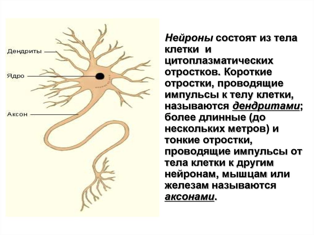 Название нервной клетки. Аксон короткий отросток нейрона. Отросток нервной клетки. Длинный отросток нейрона. Отростки нервных клеток образуют.
