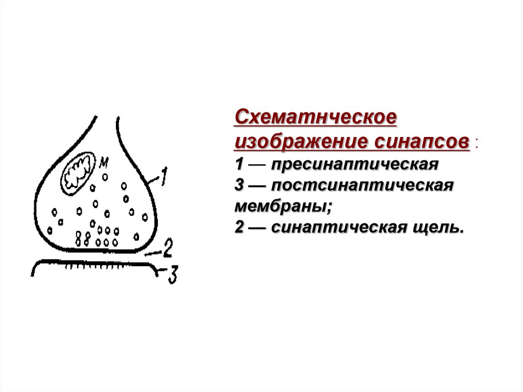 Синапс постсинаптическая мембрана. Синапс пресинаптическая мембрана. Постсинаптическая мембрана синапса. Строение синапса 1)пресинаптическая мембрана. Пресинаптическая мембрана и постсинаптическая мембрана.