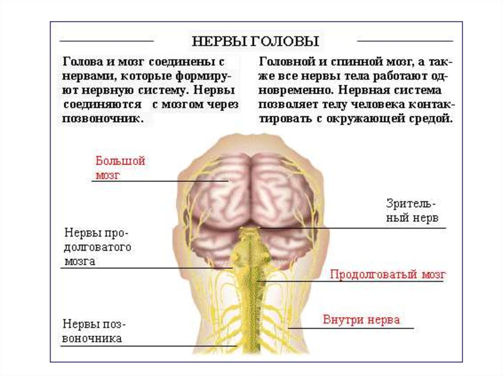 Мозг затылок. Нервная система головы человека. Нервная система головы человека схема. Нервная система человека галава.
