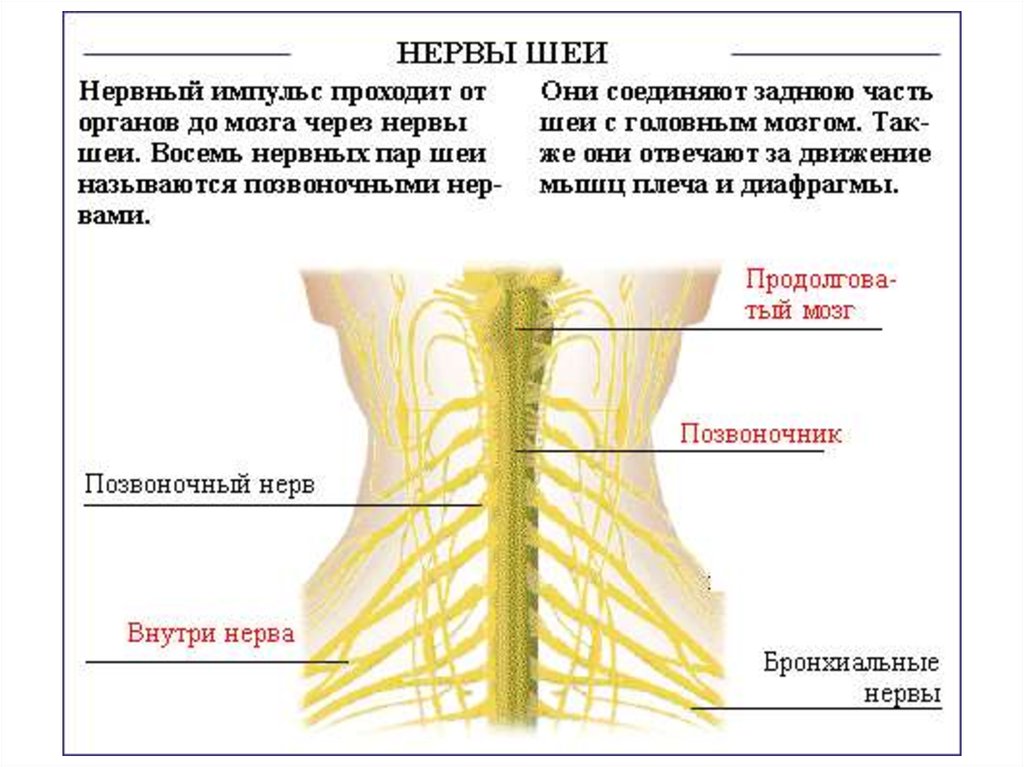 Шейный нерв. Нервные окончания шеи сзади. Нервная система человека шея.