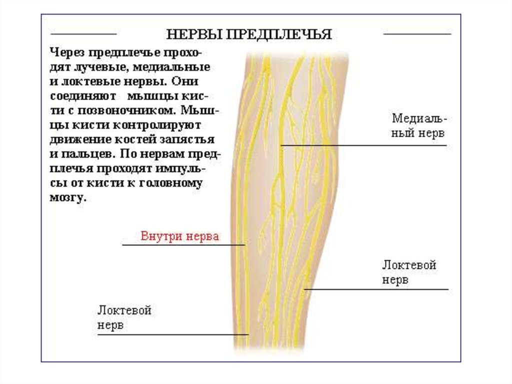 Лучевой нерв анатомия схема