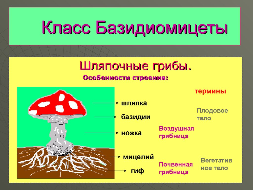 Группы грибов 6 класс биология. Царство грибов Шляпочные. Отдел базидиомицеты представители. Строение мицелия базидиальных грибов. Базидиомицеты строение.