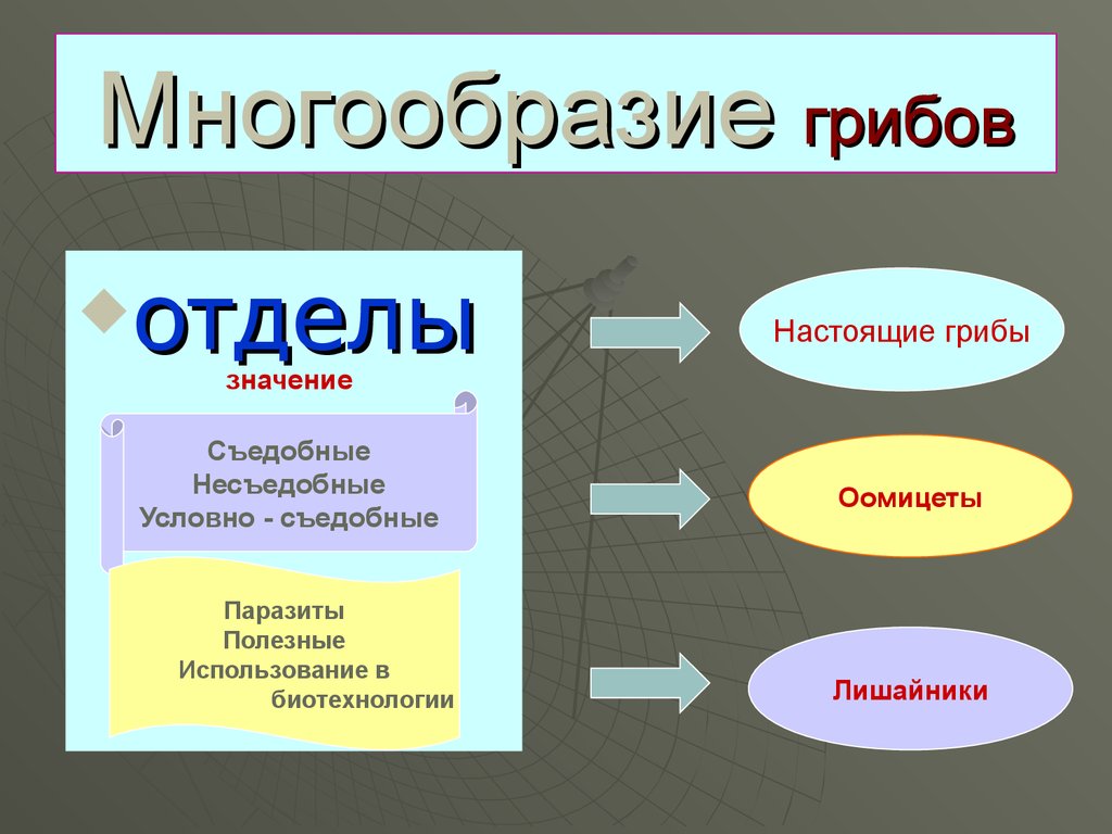 Отдел значить. Отделы грибов 7 класс биология. Отдел настоящие грибы. Характеристика отделов грибов. Царство настоящие грибы.