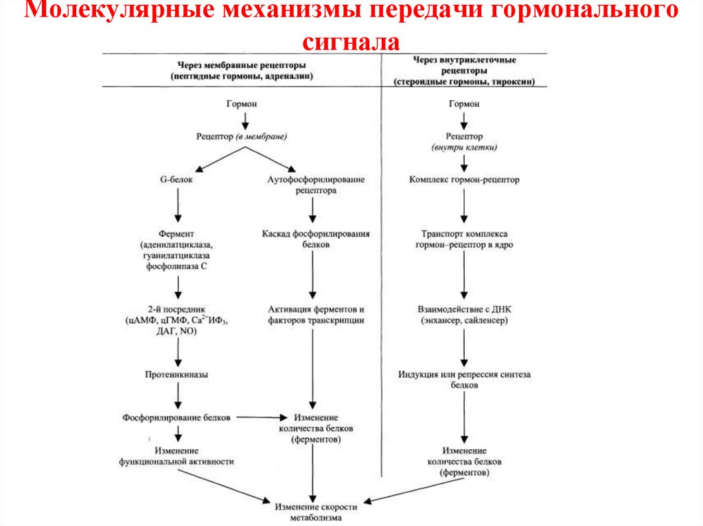 Сигнала фермент. Классификация гормонов по механизму передачи гормонального сигнала. Мембранный механизм действия гормонов схема. Схема мембранно внутриклеточного действия гормонов. Этапы передачи гормональных сигналов в клетки мишени.