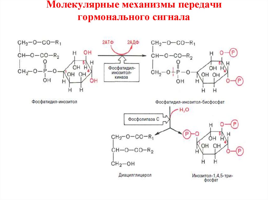 Механизмы передачи гормональных сигналов. Ca2+ мессенджерная система схема. Ca2+-мессенджерная система биохимия. Схема действия CA мессенджерной системы. Схему CA 2+–мессенджерной системы.