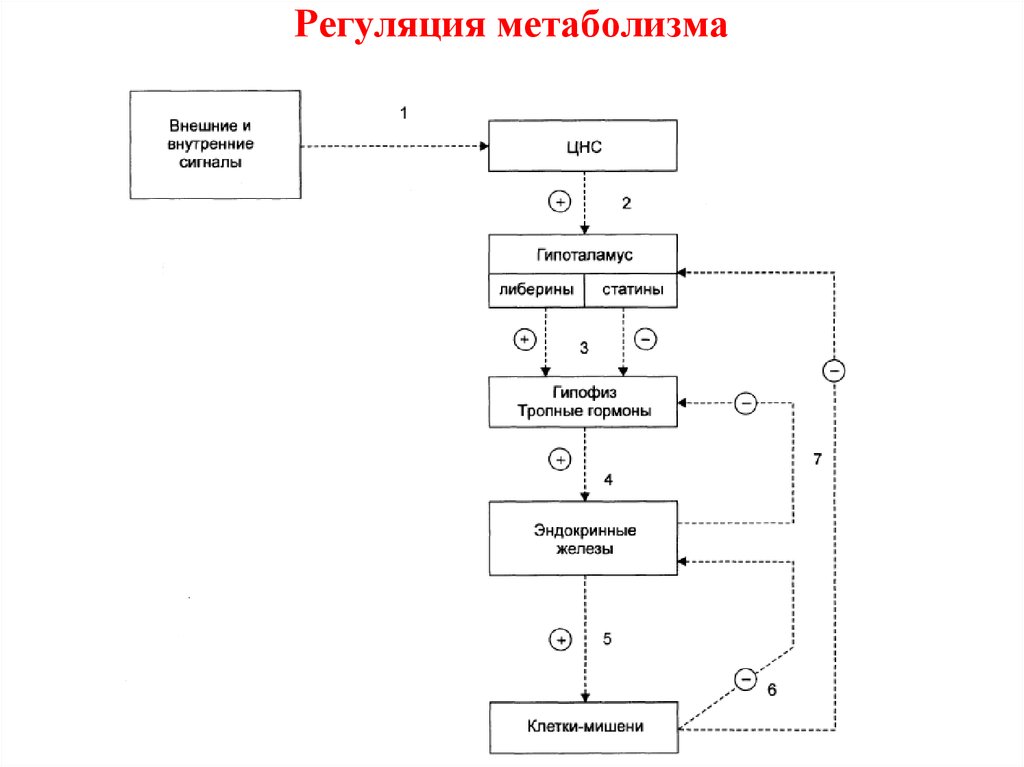 Регуляция обмена веществ и энергии презентация