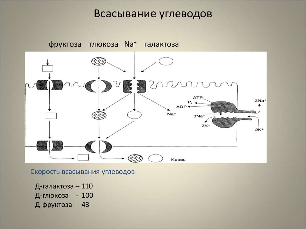 Глюкоза скорость. Механизм всасывания углеводов в кишечнике. Схема всасывания Глюкозы. Скорость всасывания углеводов. Механизм всасывания Глюкозы в кишечнике.