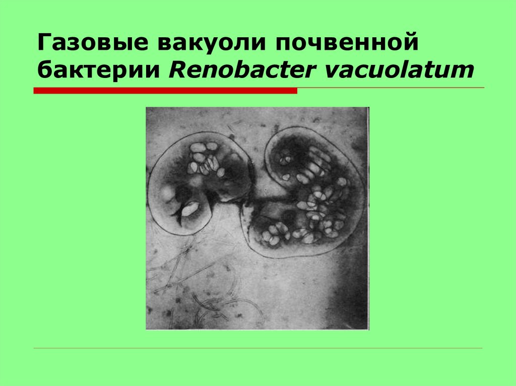 Есть ли вакуоли. Аэросомы у бактерий. Газовые вакуоли бактерий. Вакуоли у бактерий. Газовые вакуоли почвенных бактерий.