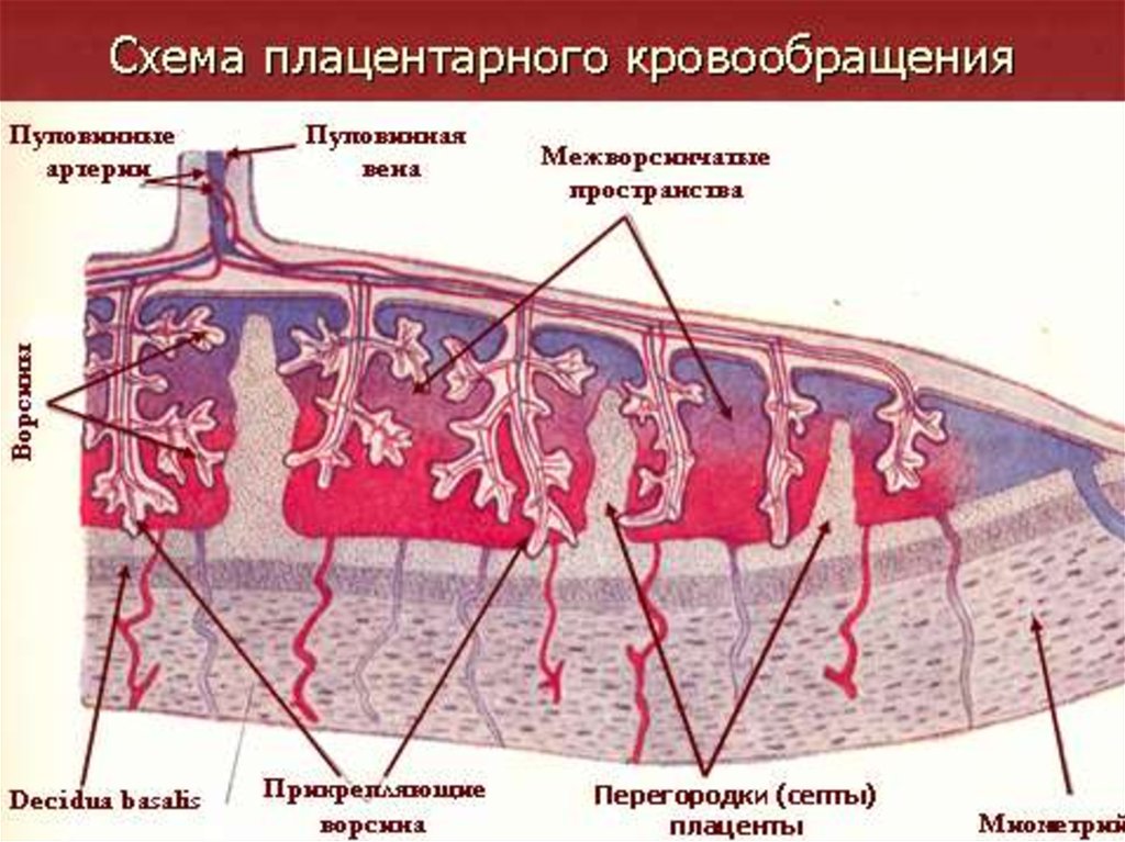 Фетоплацентарная система презентация