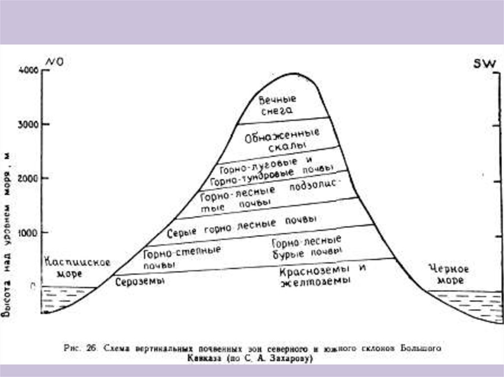 Почвы гор. Почвы горных областей России. Вертикальная зональность почв. Почвы горных территорий. Почвы горных областей характеристики.