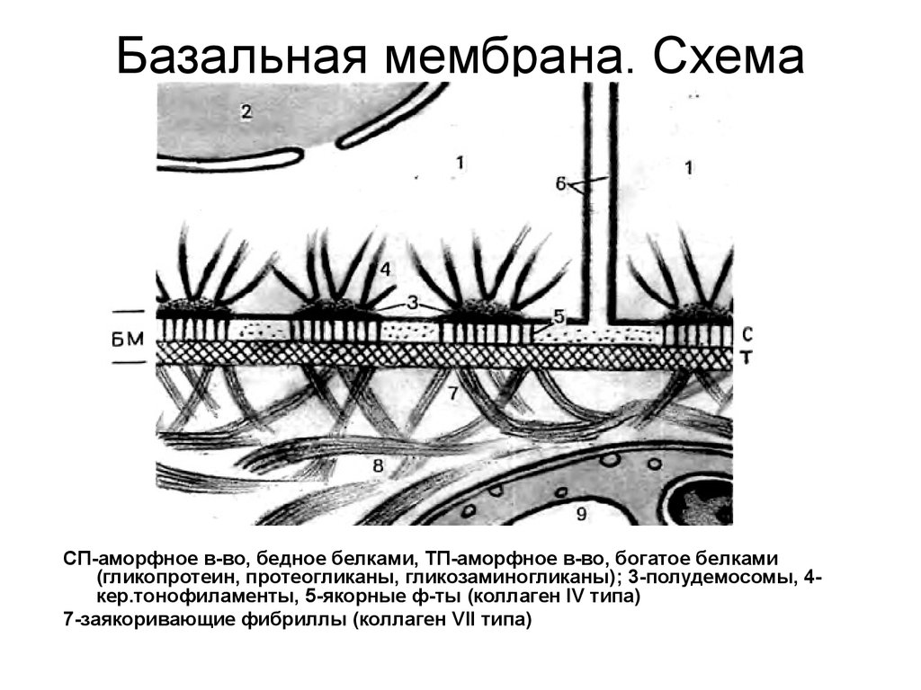 Базальная мембрана функции. Схема строения базальной мембраны. Строение базальной мембраны эпителия. Lamina lucida базальной мембраны. Lamina densa базальной мембраны.