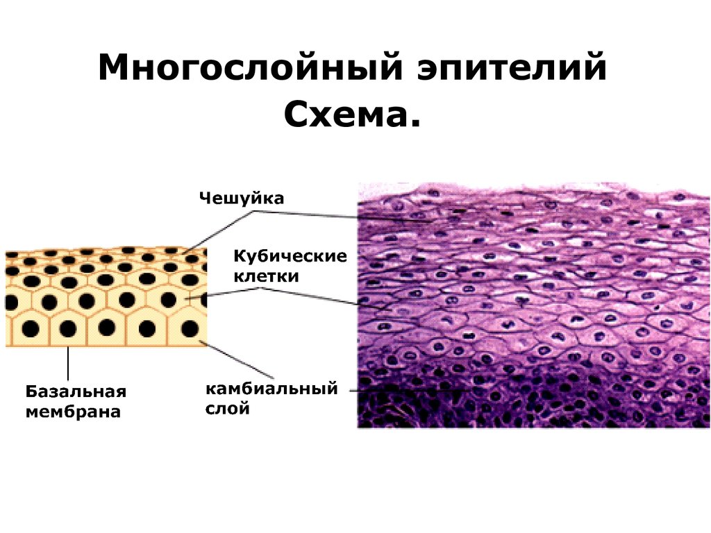 Эпителиальной клеткой является. Многослойный плоский неороговевающий эпителий строение. Многослойный плоский ороговевающий эпителий схема. Многослойный ороговевающий эпителий строение. Многослойный плоский ороговевающий эпителий клетки.