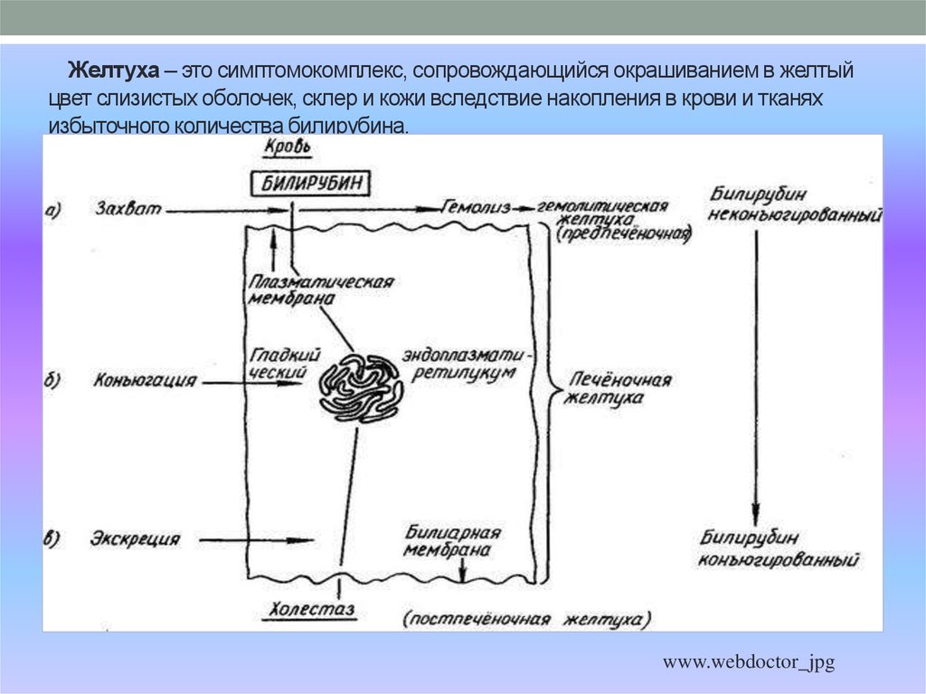 Печень патофизиология презентация