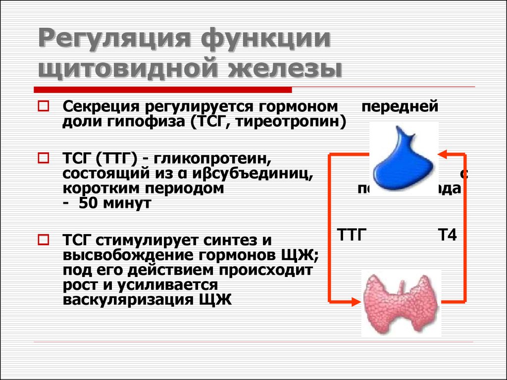 Ттг тиреотропин. Регуляция тиреотропного гормона. Клетки мишени тиреотропного гормона. Регуляция синтеза тиреотропного гормона. Тиреотропный гормон регуляция секреции.