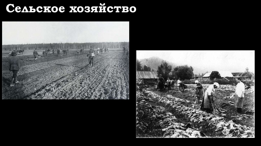 Сельское хозяйство