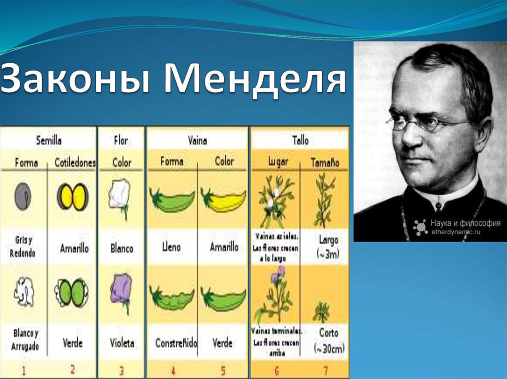 Генетика мендель презентация