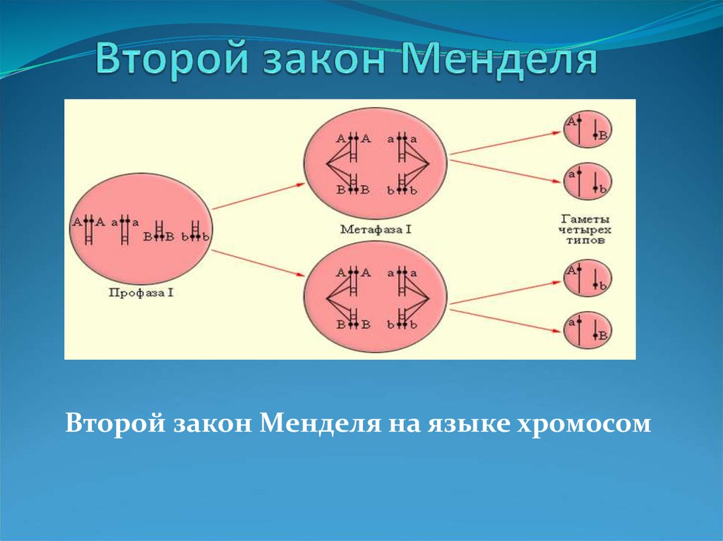 1 и 2 законы менделя презентация