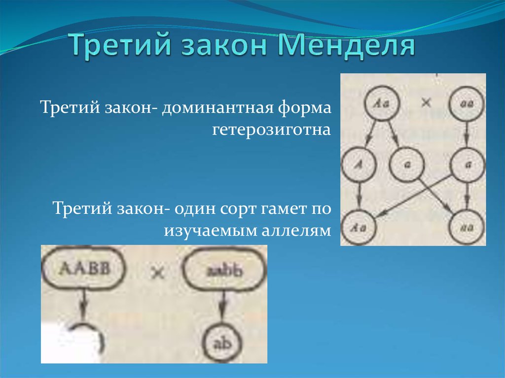 Особенности метода менделя