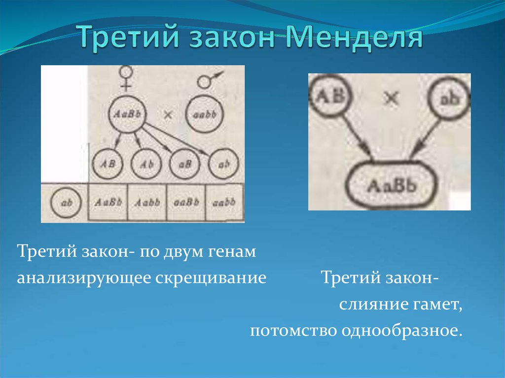 Анализирующие гены. Анализирующее скрещивание Менделя. Третий закон Менделя анализирующее скрещивание. Объяснение 3 закона Менделя. Третий закон схема.