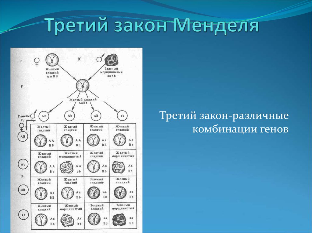 Третий закон менделя схема