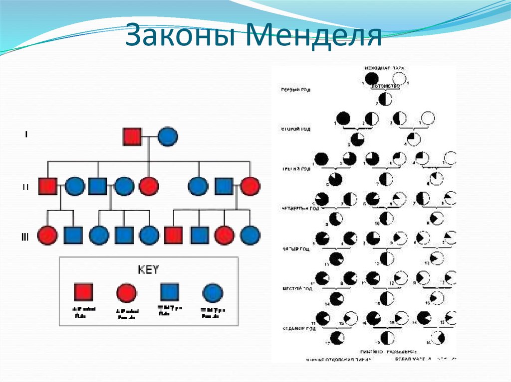 Первый закон менделя презентация 9 класс