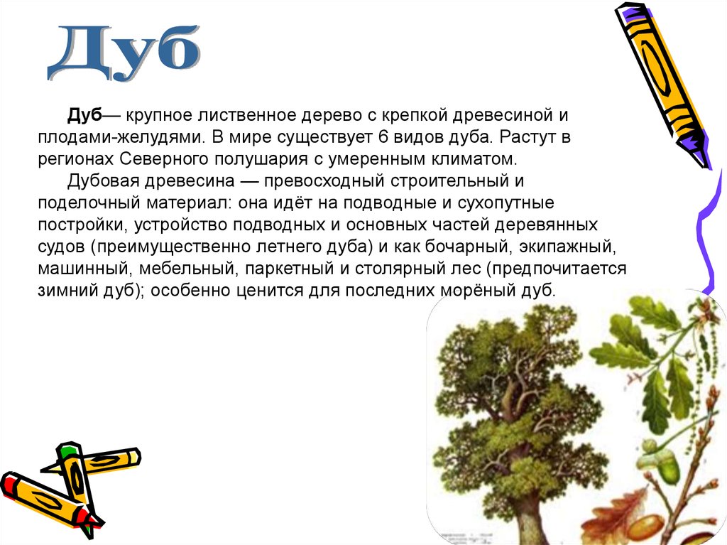 Текст лиственные растения. Дуб описание 2 класс. Дуб дерево описание. Сообщение о дереве. Дуб описание для детей.