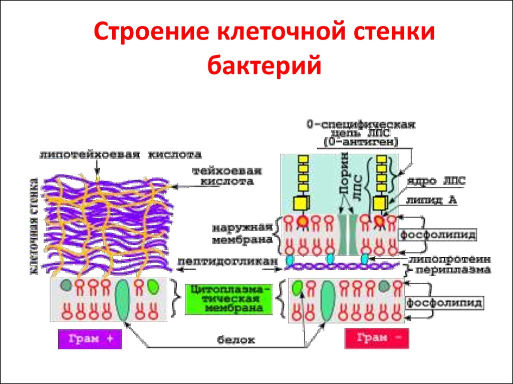 Клетка бактерии клеточная стенка. Структура клеточной стенки бактерий. Строение и функции клеточной стенки бактерий. Строение клеточной стенки микробиология. Строение клеточной стенки бактерий микробиология.