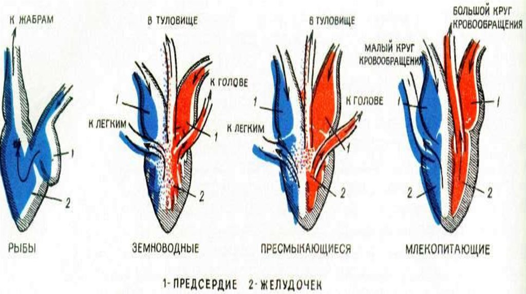 Рисунок эволюции сердца у животных. Легкие классов животных. Легкие разных животных. Строение легких разных классов животных. Жабры и легкие позвоночных.