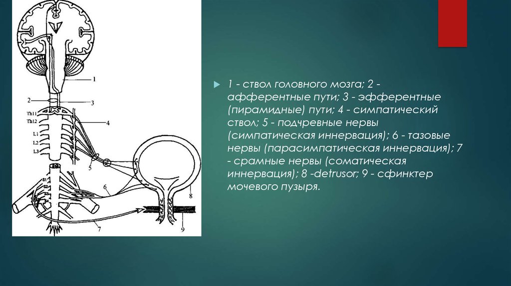 Рефлекторный мочевой пузырь. Спинальный центр симпатической иннервации мочевого пузыря. Вегетативная иннервация мочевого пузыря неврология. Пирамидный путь мочевой пузырь. Парасимпатическая иннервация мочевого пузыря.