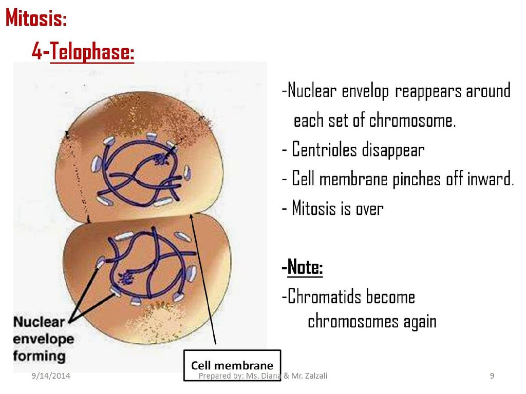  What Are The Four Phases Of Mitosis What Are The Four Phases Of Mitosis 2019 01 20