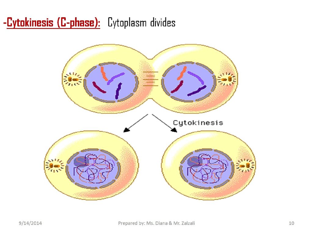 Draw and Label the four phases of Mitosis in a mother cell containing