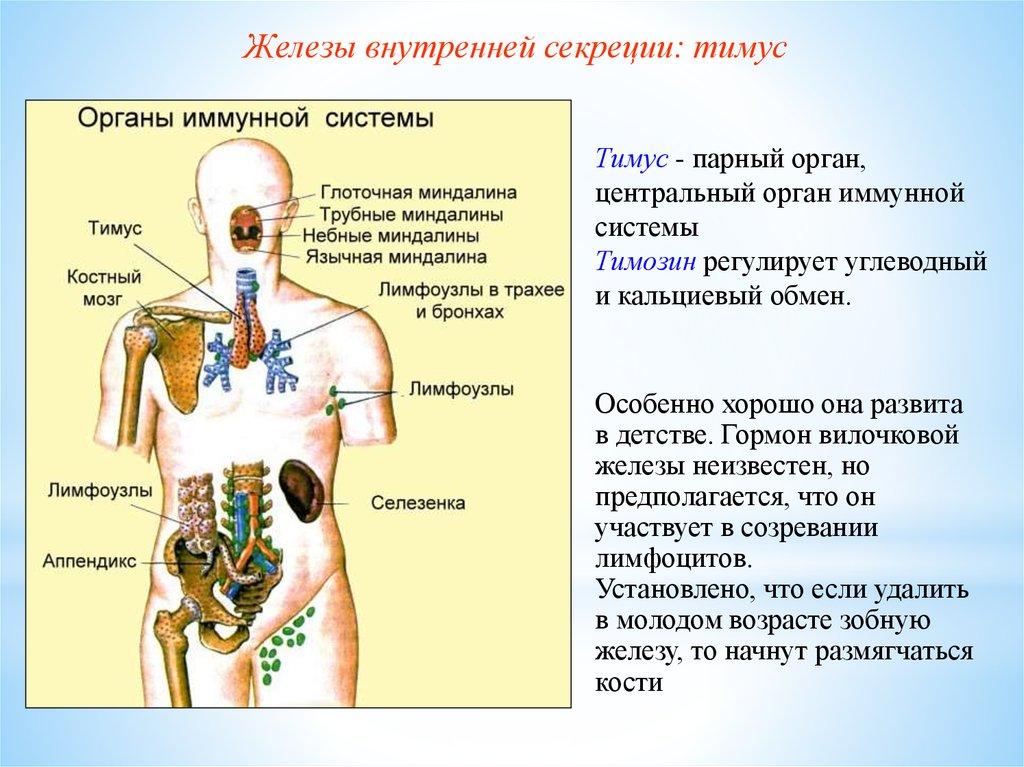 Эндокринная и иммунная система