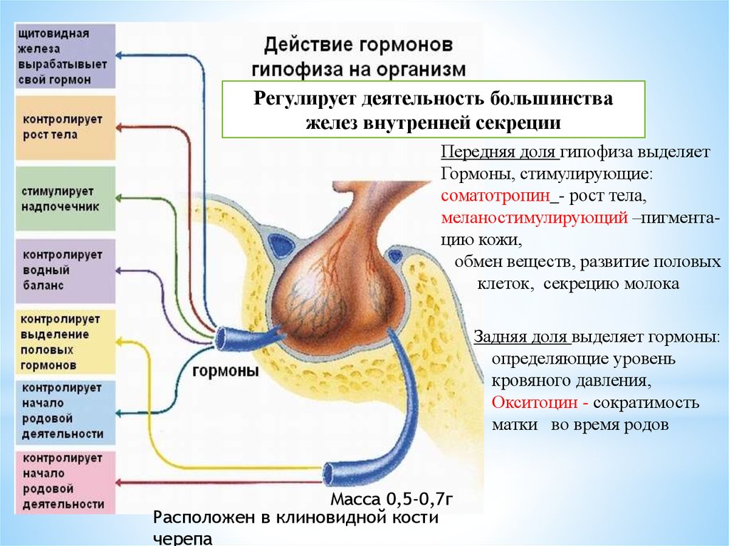 Картинка гормоны гипофиза