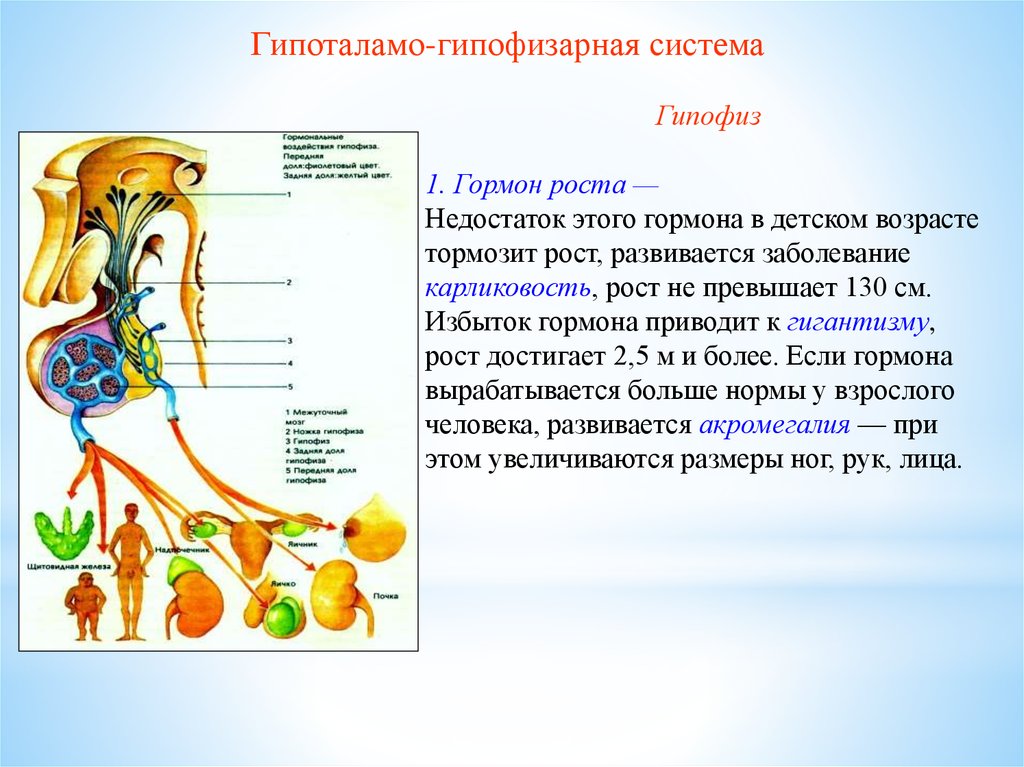 Гипофиз влияет на рост. Гормоны рост гипофиз норма. Гипофиз - вырабатывает гормон соматотропин. Гормон роста вырабатываемый в гипофизе. Гормон роста гипофиза кратко.