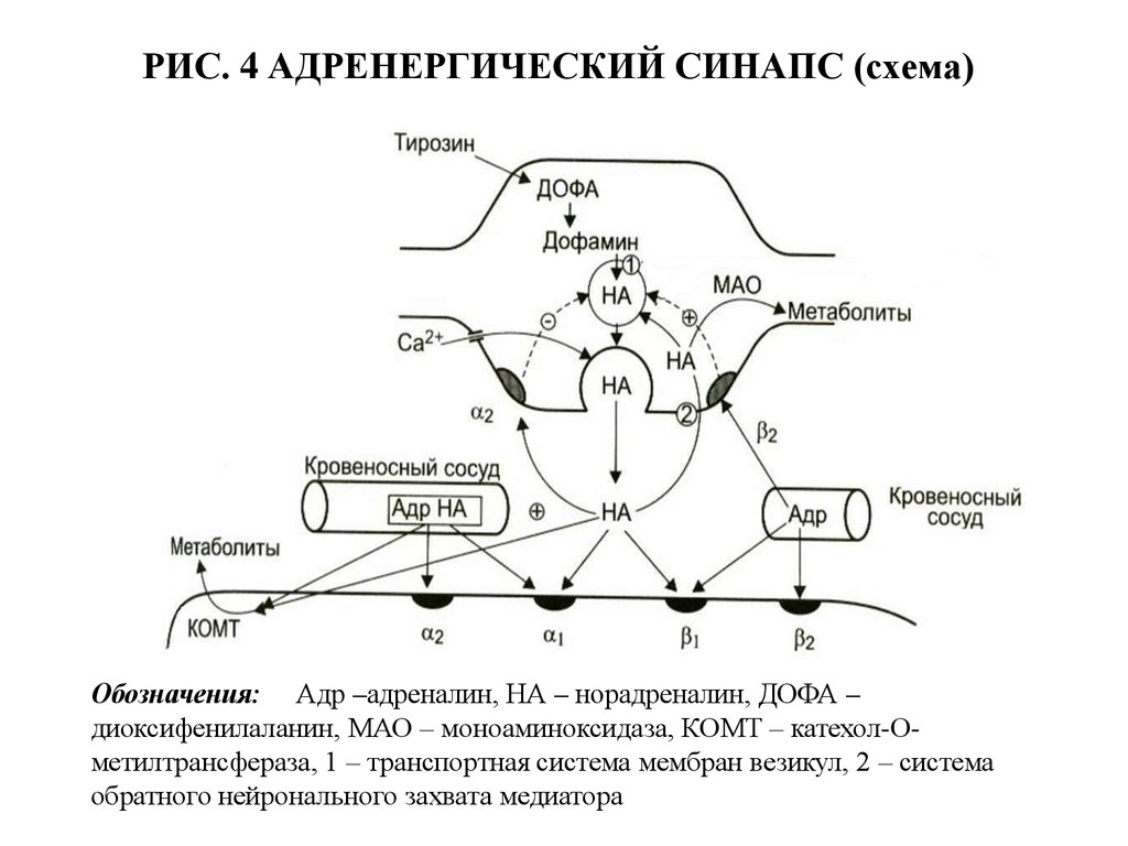 Норадреналин синапс. Схема адренергического синапса фармакология. Схема строения адренергического синапса. Строение адренергического рецептора. Структура адренергического синапса фармакология.