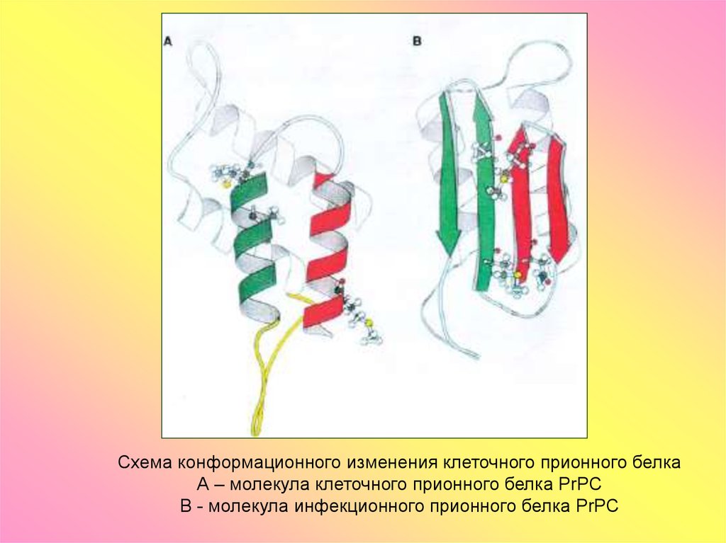 Изменение белков. Схема конформационного изменения клеточного прионного белка. Конформационные изменения белков. Конформация белка изменение. Конформация молекулы белка.