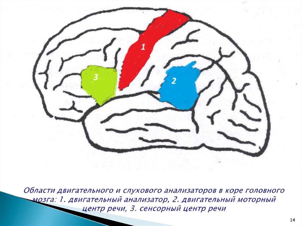 Слуховой центр коры мозга