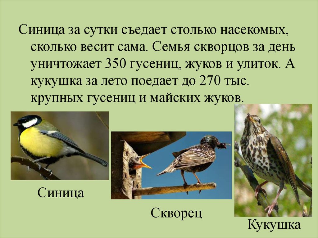 Звуки каждой птицы. Семьи Скворцов птиц. День птиц скворец. Сколько съедает птица в день. Сколько насекомых съедает синичка.