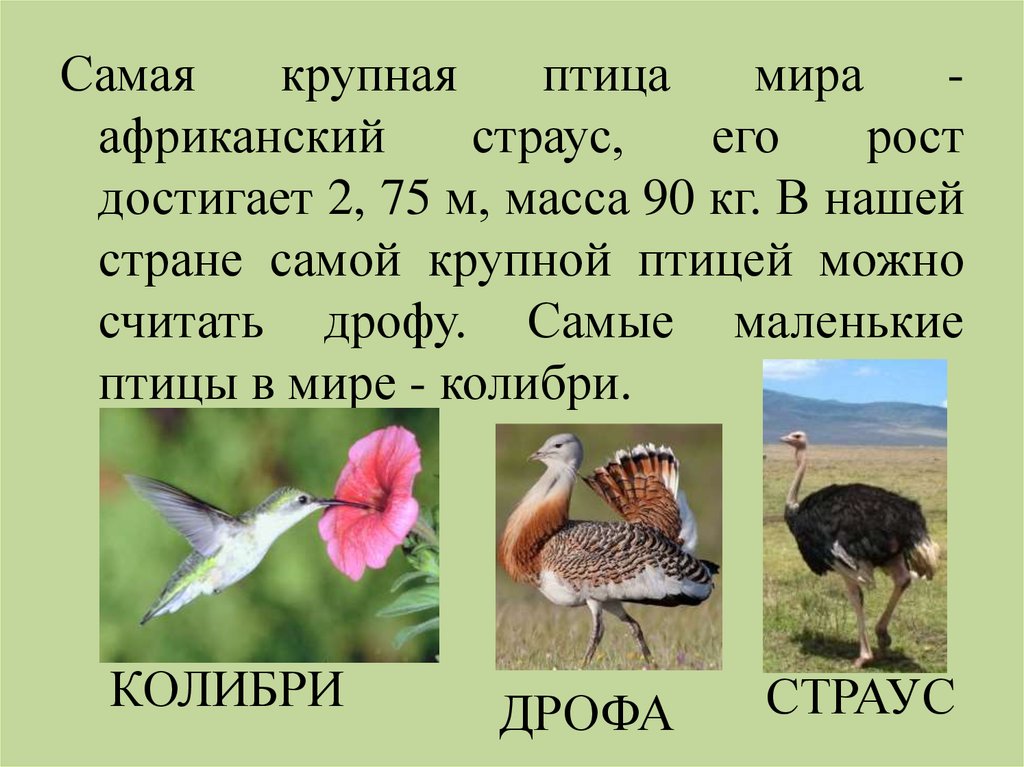 Сколько птиц в мире. Самое главное птиптицв. Самые главные птицы. Самые крупные птицы список. Самая крупная птица.