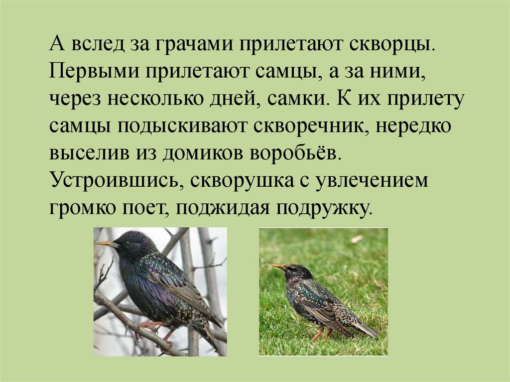 Тема стихотворения уступи мне скворец уголок. Скворец описание. Скворцы прилетели. Первые птицы прилетающие весной. Скворец интересные факты для детей.