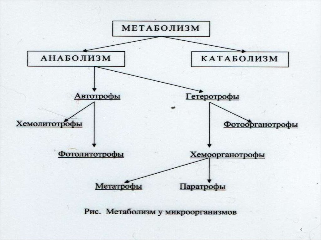 Тип обмена веществ бактерий. Метаболизм микроорганизмов схема. Схема метаболизма бактерий. Схема обмена веществ у бактерий. Конструктивный метаболизм бактерий.