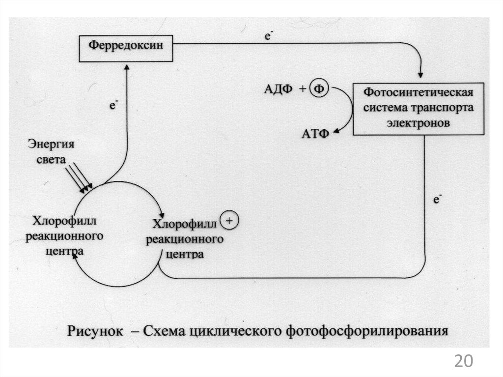 Схема нециклического фосфорилирования