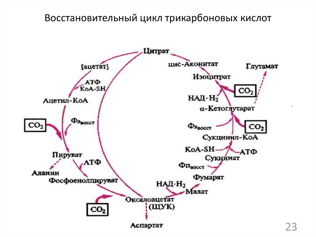Осуществление реакций цикла трикарбоновых кислот