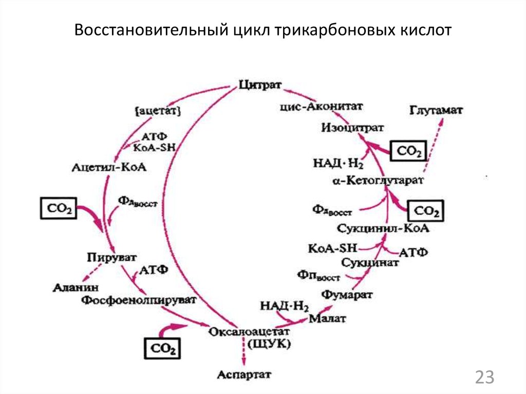 Схема кислот