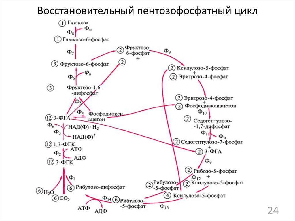 Схема пентозофосфатного цикла