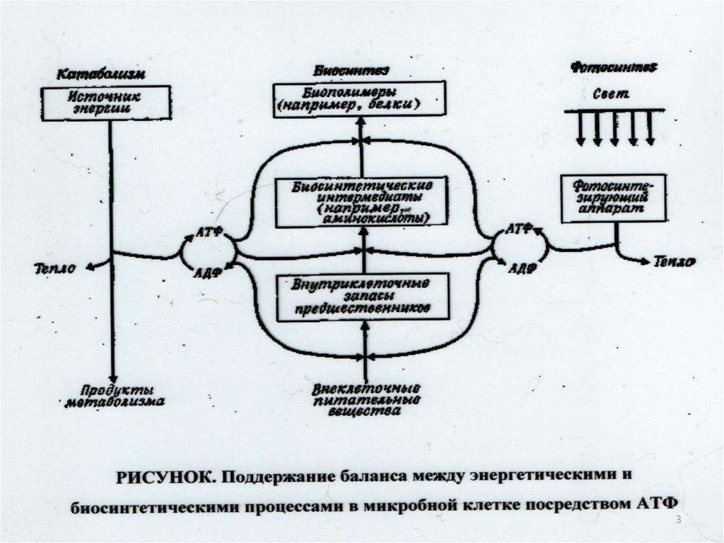 Взаимодействия между процессами. Биосинтетические процессы. Энергетические процессы в прокариотической клетке. Взаимодействие между частями памяти. Общий обзор взаимодействий между группами процессов.