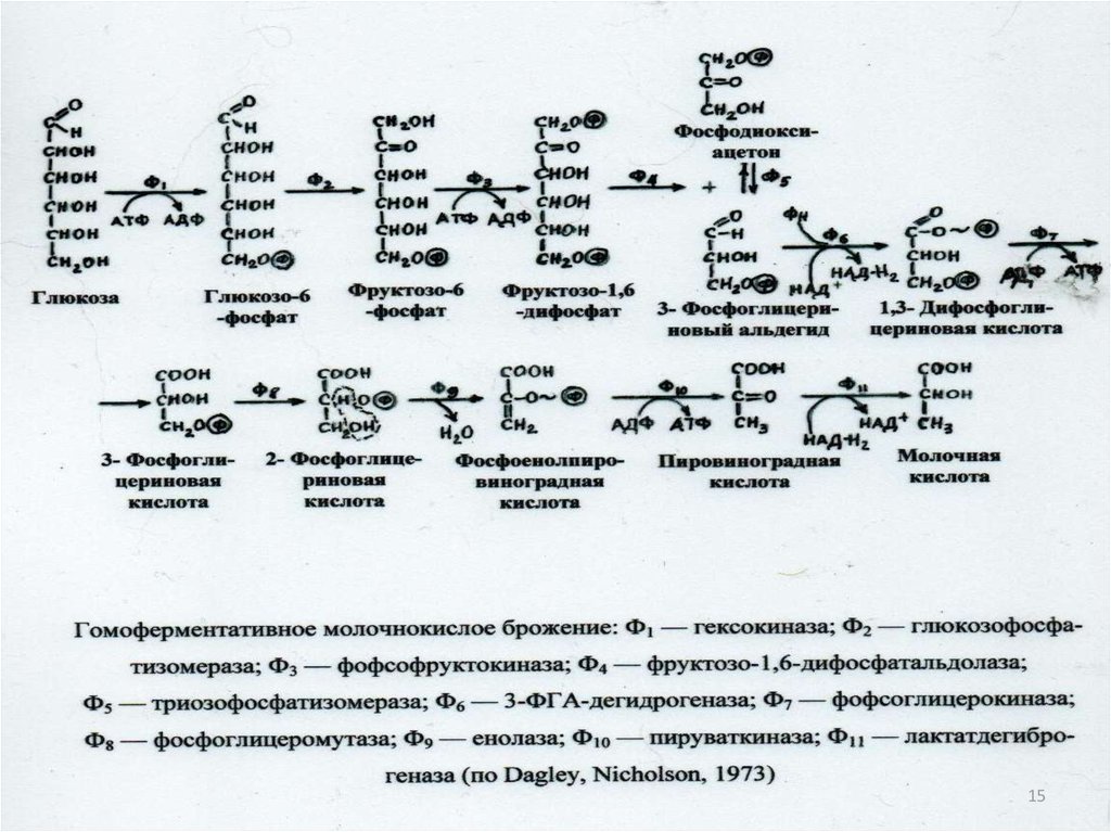 Молочнокислое гомоферментативное брожение схема