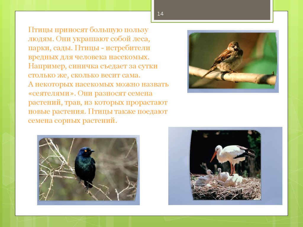 Синица съедает за день столько насекомых. Какую пользу приносят птицы. Какую пользу приносят птицы человеку. Птицы приносят пользу лесу. Птицы лесов садов и парков.