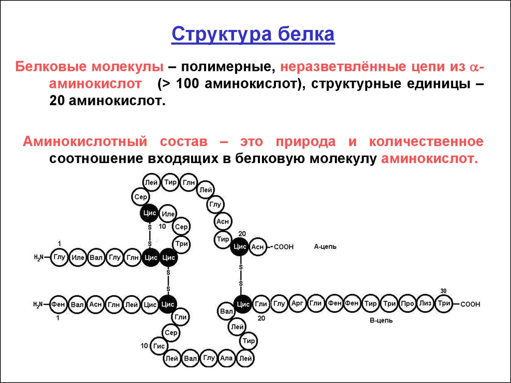 Молекулярный состав белка. Белки строение структуры белковых молекул. Структура белка аминокислоты. Строение молекулы белка структуры. Строение и структура белковой молекулы.