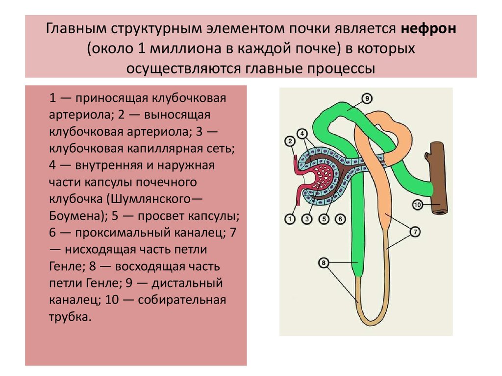 Компоненты почки